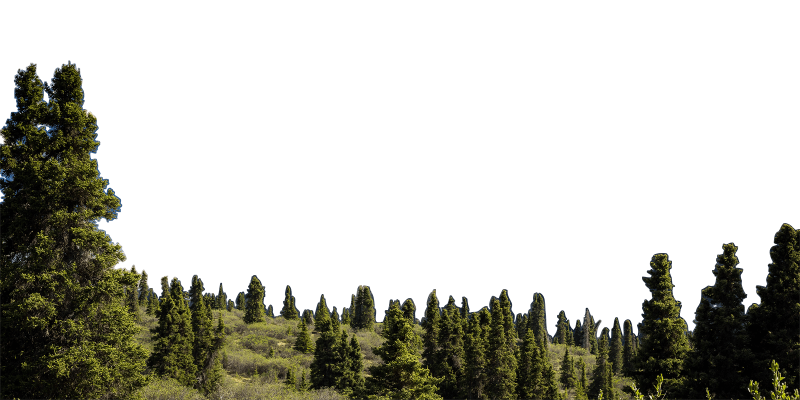 Foreground of Forest and Trees